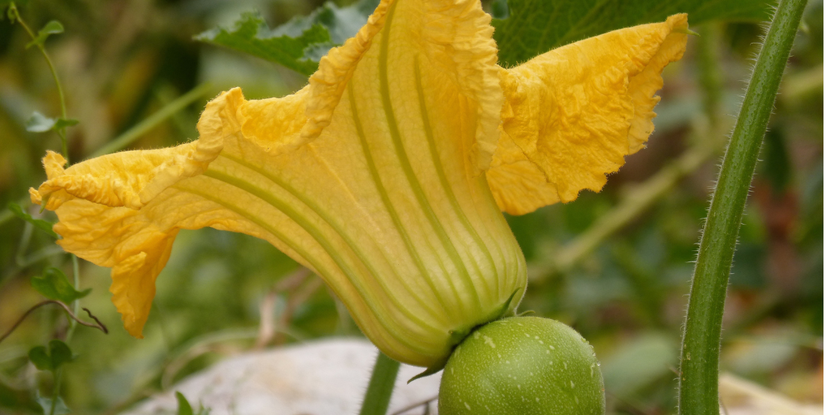 Pumpkin flower